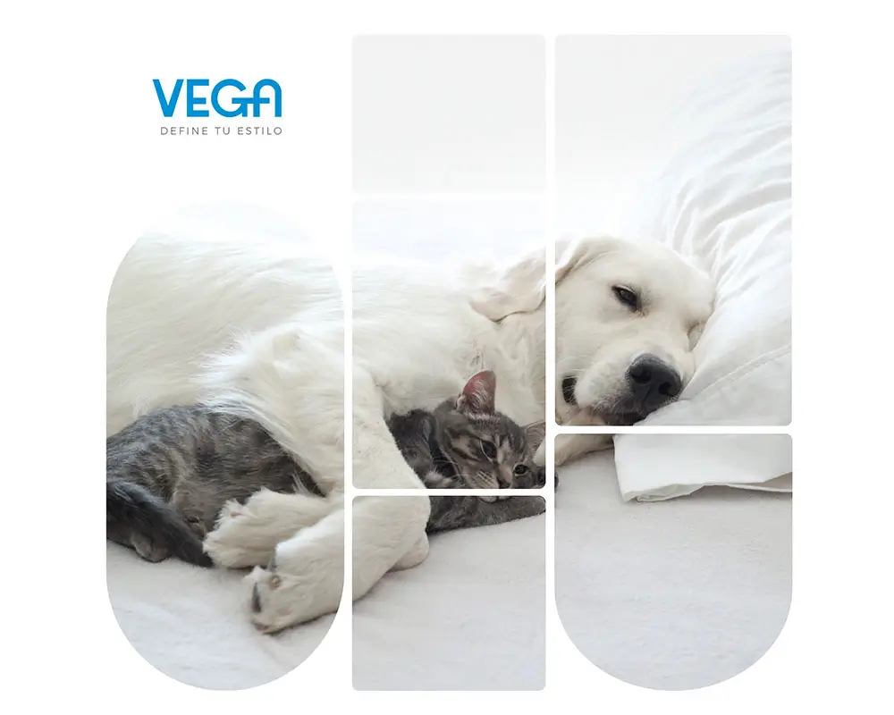 Niessen: VEGA Y ALTER VEGA